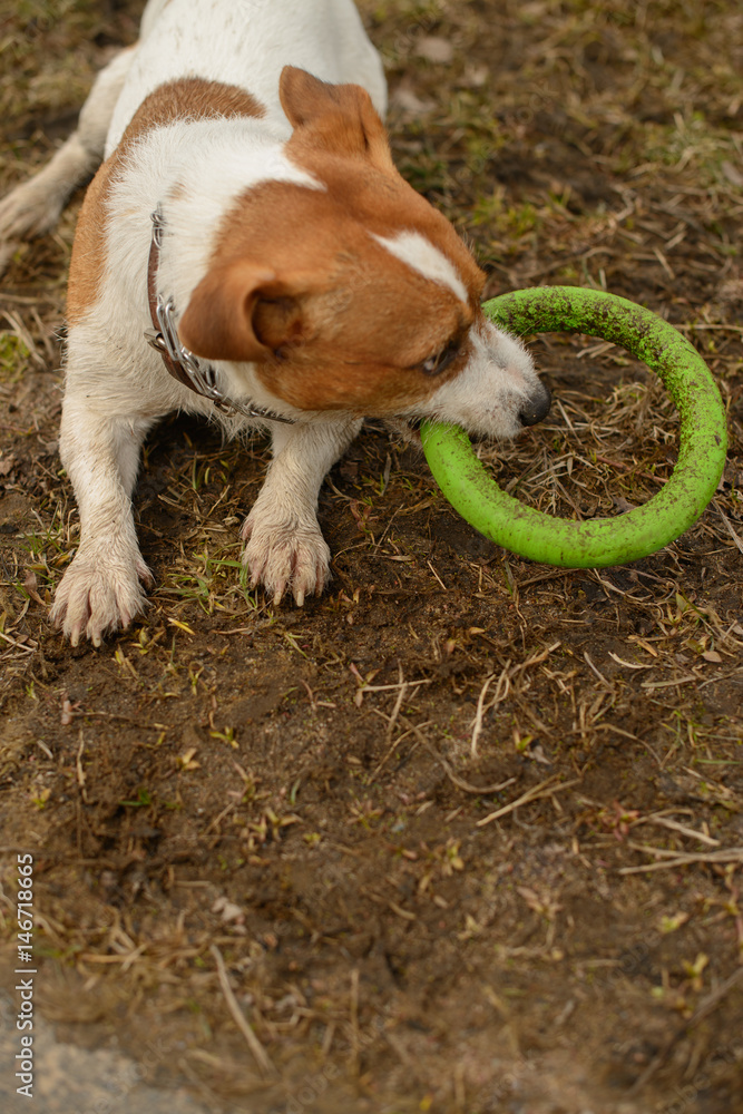 jack russel terrier outside jack russel terrier outside