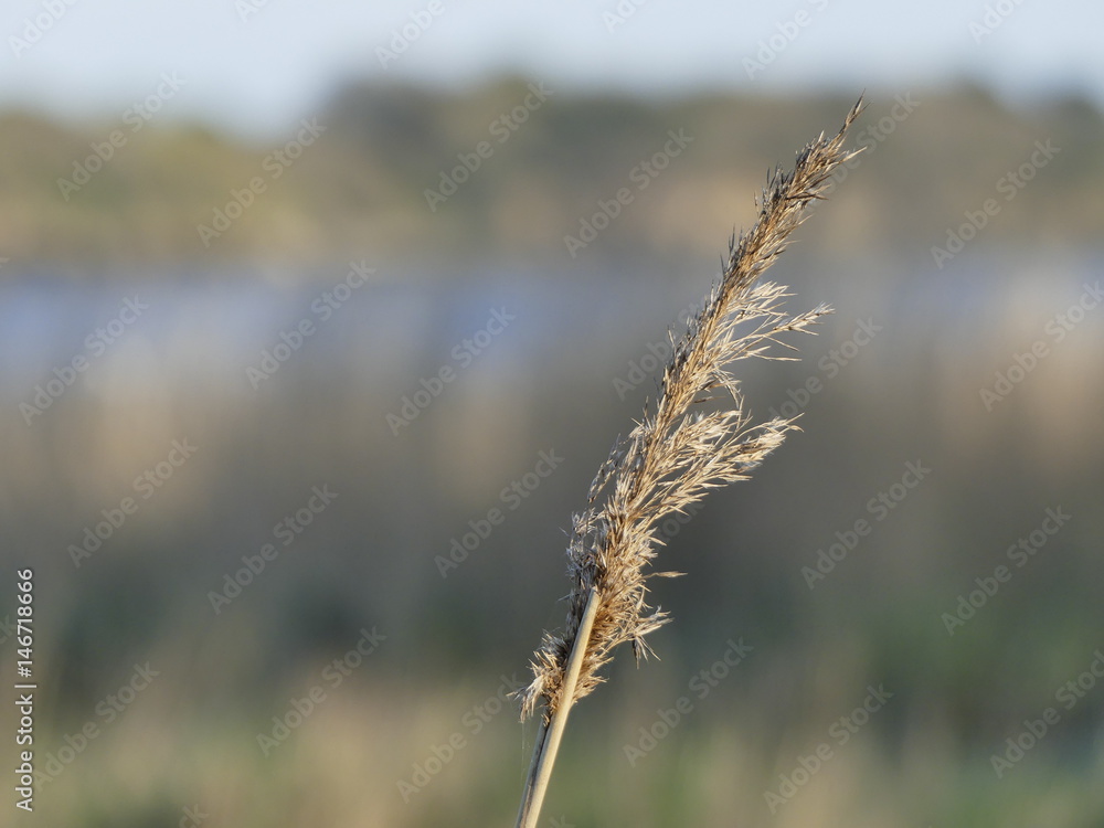Close up of beautiful common reed waving in the sunlight Close up of beautiful common reed waving in the sunlight