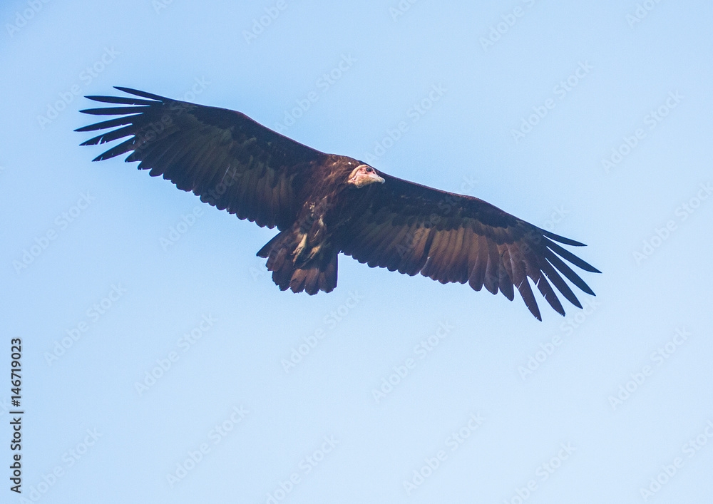 Circling back-withened vulture over the savannah at Hlane Royal National Park, Swaziland Circling back-withened vulture over the savannah at Hlane Royal National Park, Swaziland