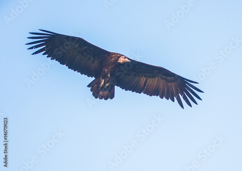 Circling back-withened vulture over the savannah at Hlane Royal National Park, Swaziland