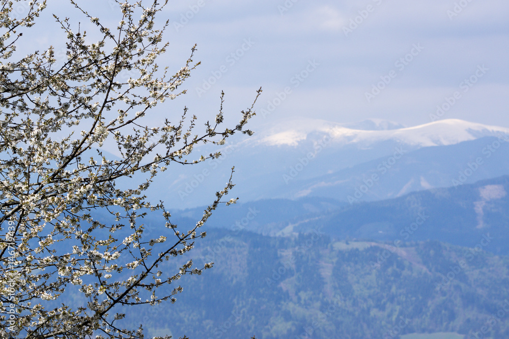 Blooming Tree And Snow On The Mountains