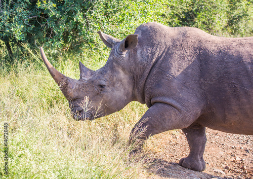 White Rhinoceros in the Savannah at Hlane Royal National Park  Swaziland