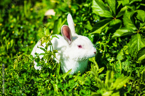 Little dwarf rabbit sitting outdoors in the summer wonderful day © forget_me_not_18