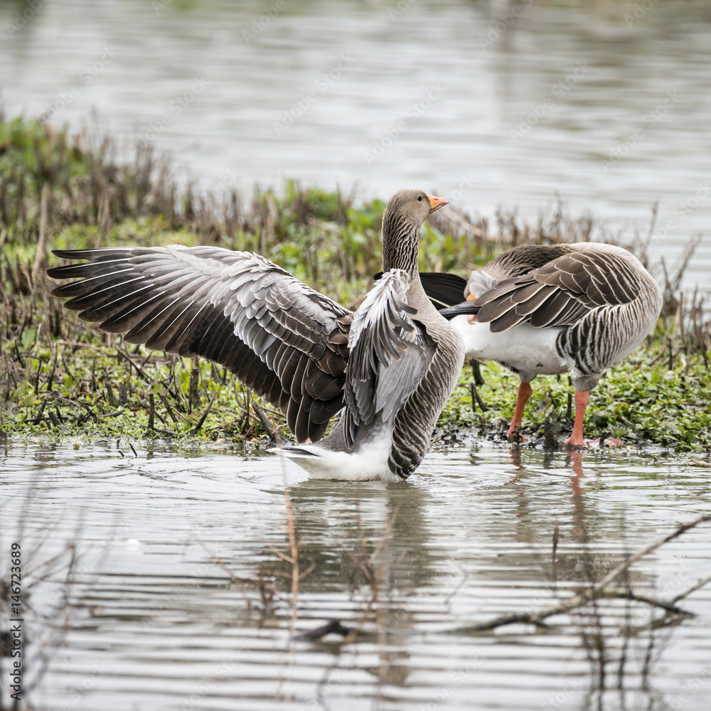 Fototapeta premium Greylag Goose Anser Anser flapping its wings on lake in Springtime