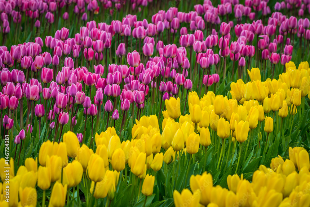 Obraz premium Rows of bright tulips in a field. Beautiful tulips in the spring. Variety of spring flowers blooming on fields. Skagit, Washington State, USA.
