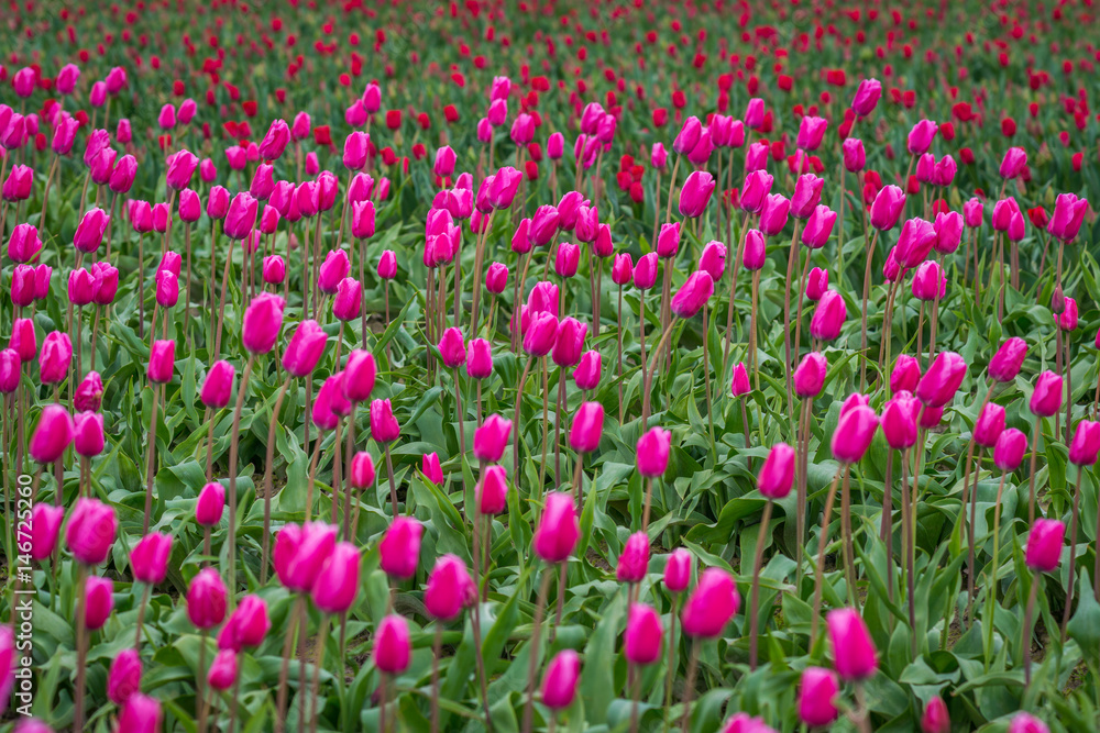 Rows of bright tulips in a field. Beautiful tulips in the spring. Variety of spring flowers blooming on fields. Skagit, Washington State, USA. Rows of bright tulips in a field. Beautiful tulips in the spring. Variety of spring flowers blooming on fields. Skagit, Washington State, USA.