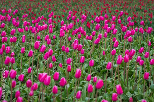 Rows of bright tulips in a field. Beautiful tulips in the spring. Variety of spring flowers blooming on fields. Skagit, Washington State, USA. © khomlyak