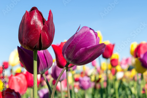 Velvet Red and Purple Tulip Flowers Closeup