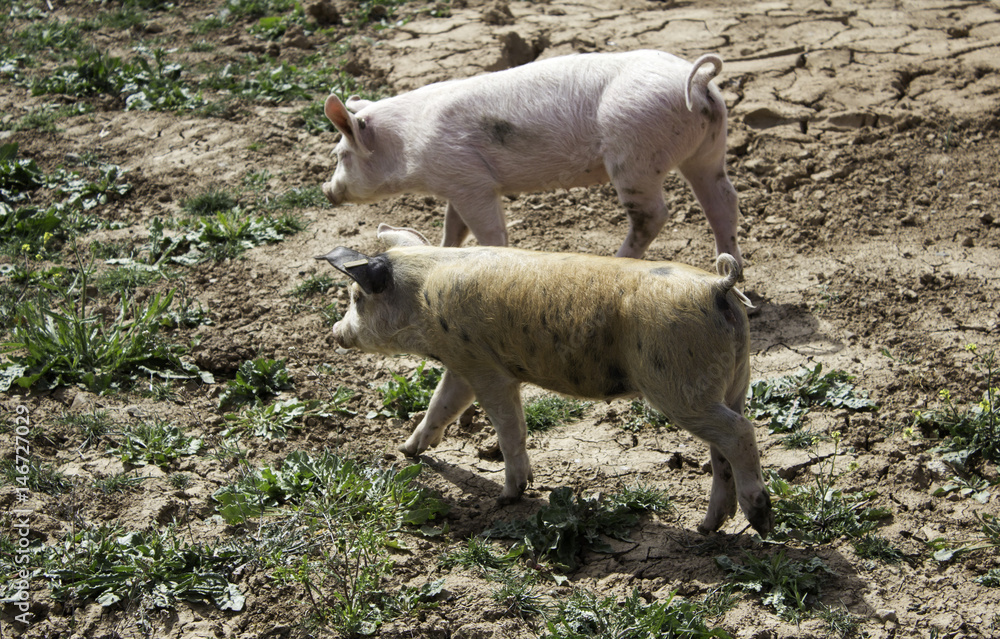 Fototapeta premium Pig on farm