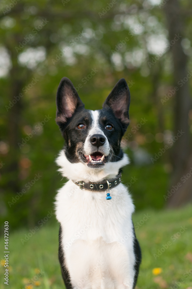 Dog is lying down in green grass