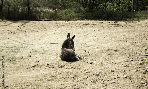 Donkey brown puppy photo