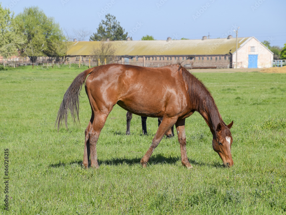Horses graze in the pasture. Paddock horses on a horse farm. Walking horses Horses graze in the pasture. Paddock horses on a horse farm. Walking horses