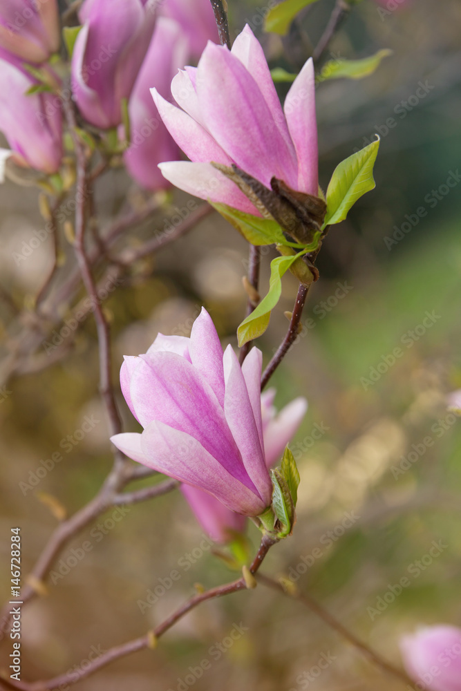 Magnolia blooming in the spring park Magnolia blooming in the spring park