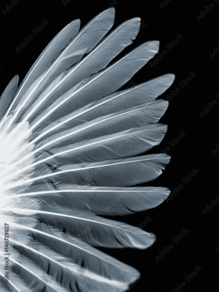 Fototapeta premium wing of bird, x-ray effect