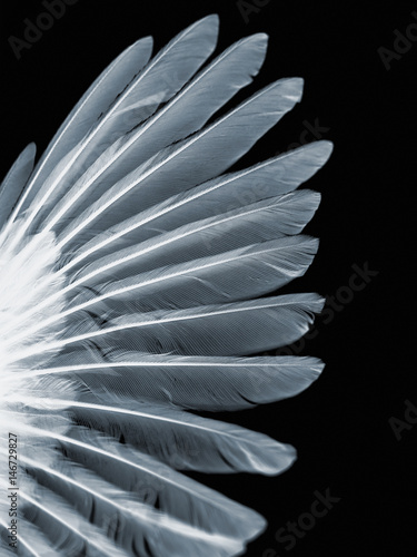 wing of bird, x-ray effect