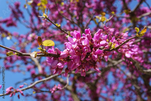 Closed up of pink Judas, Judasbaum (Cercis siliquastrum) flowers sprouts in daylight sunshine photo