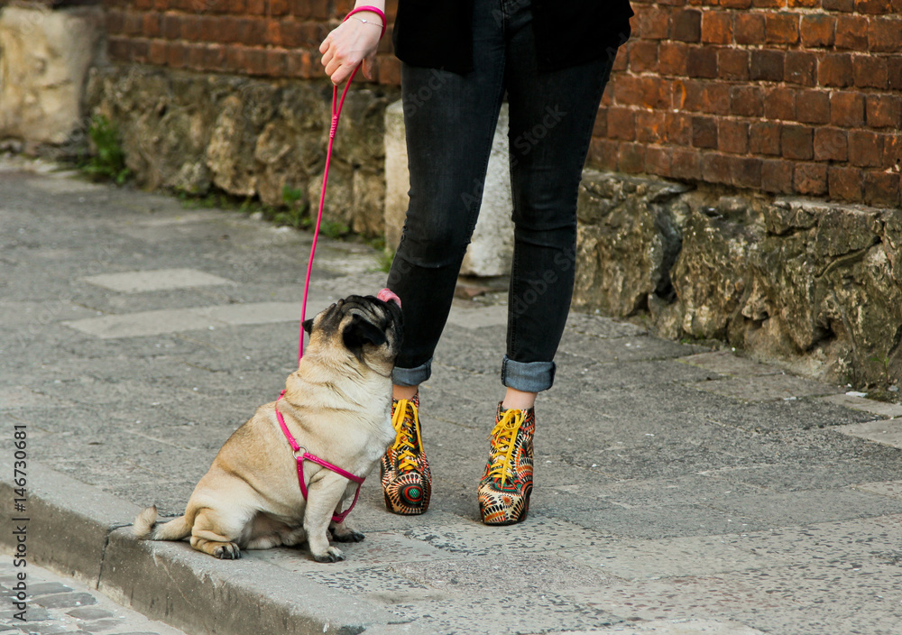 Why Do Dogs Walk Funny With Shoes