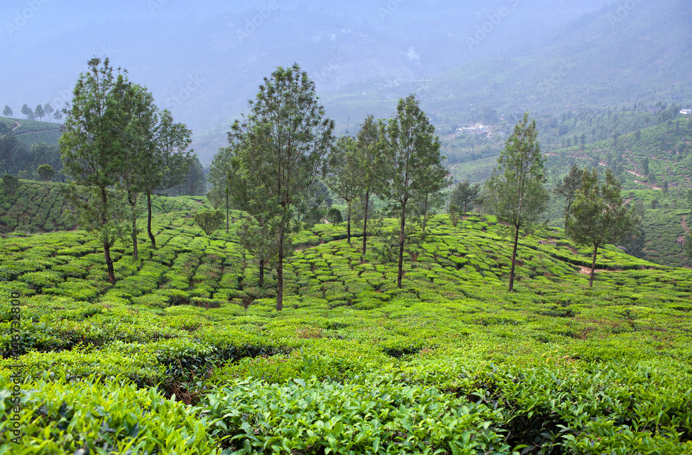 Tea plantations in Munnar, Kerala, South India