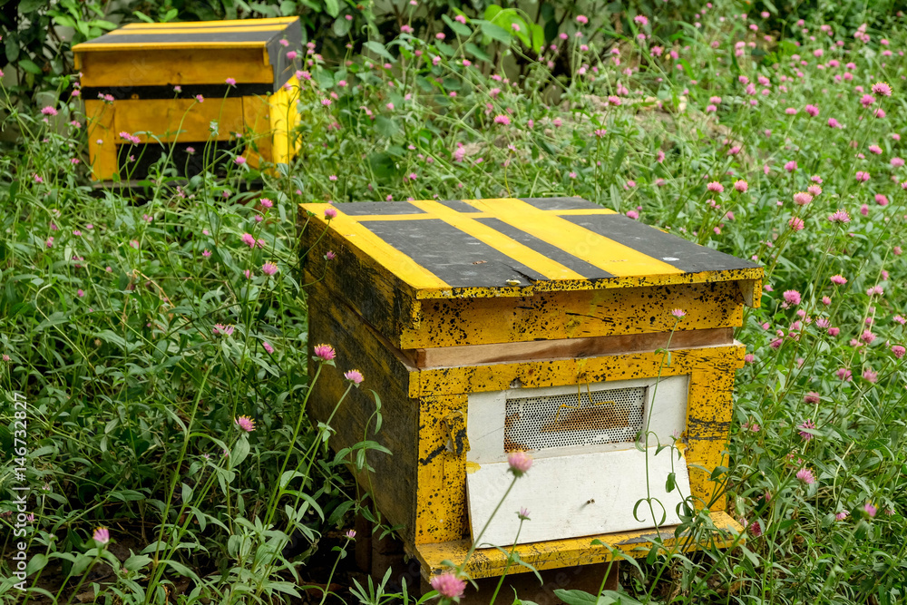 Beekeeping, agriculture, rural life. Beekeeping, agriculture, rural life.