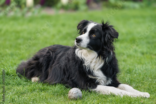 Border Collie Hündin - 7 Jahre alt
