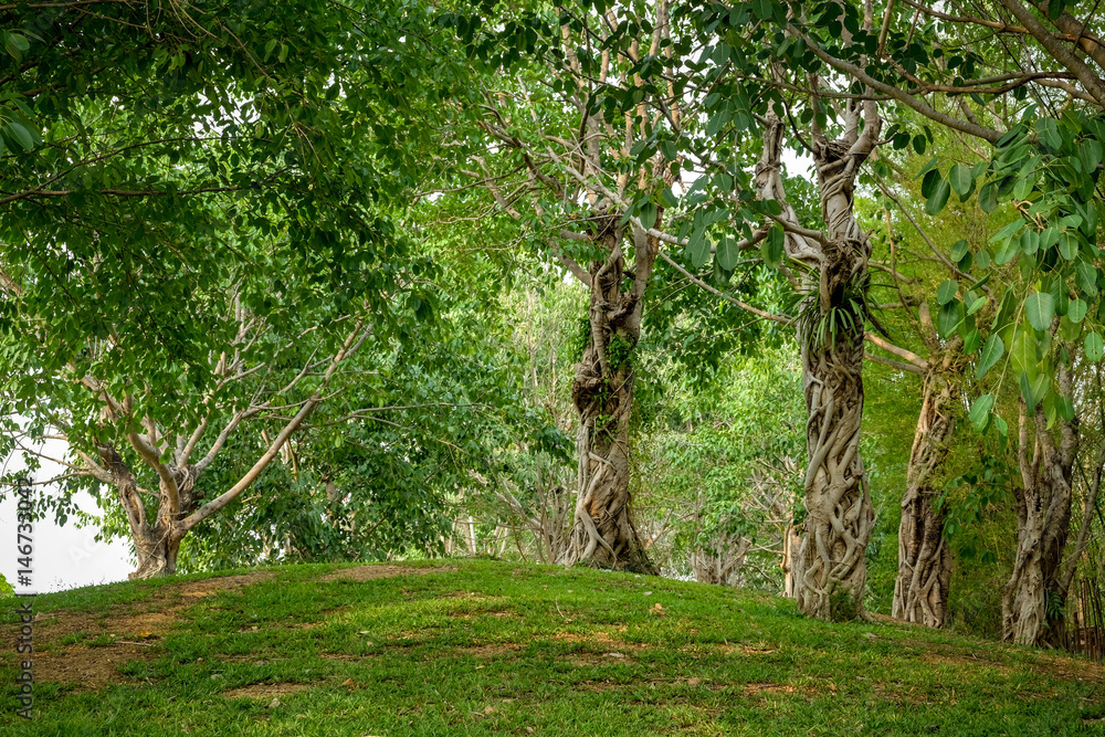 Fototapeta premium Trees in the shade garden