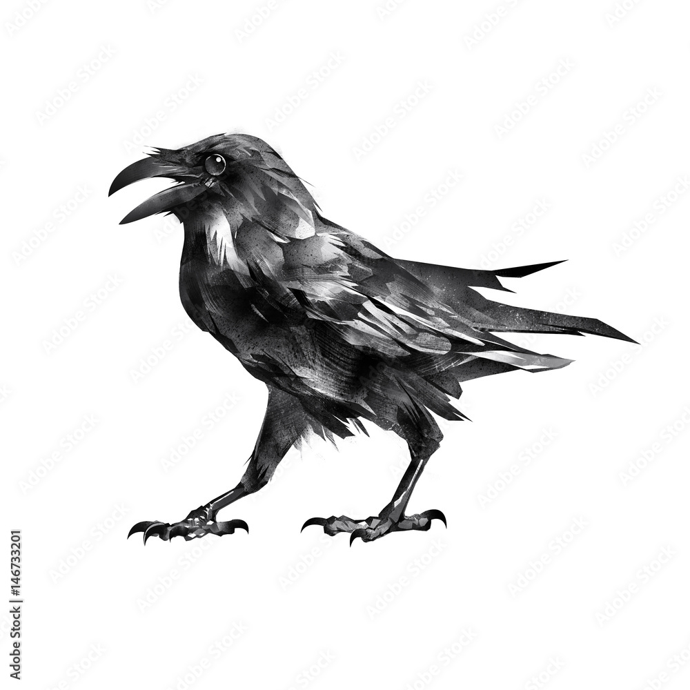Isolated drawing sitting bird sitting crow Isolated drawing sitting bird sitting crow