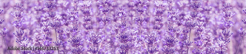  panorama field lavender  summer