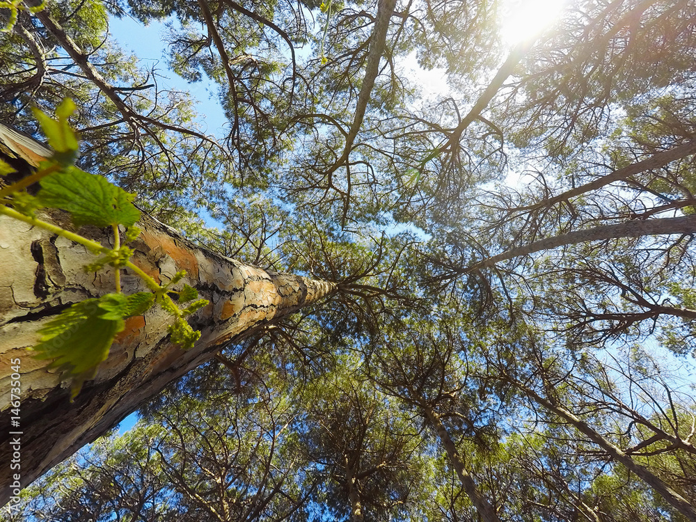 Fototapeta premium Pine wood in Alghero