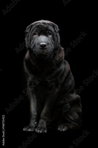 Beautiful shar pei dog over black background  © svetography