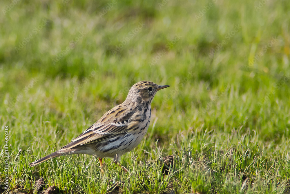 Fototapeta premium pispola (Anthus pratensis) - ritratto