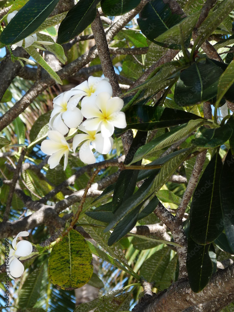 White frangipani White frangipani