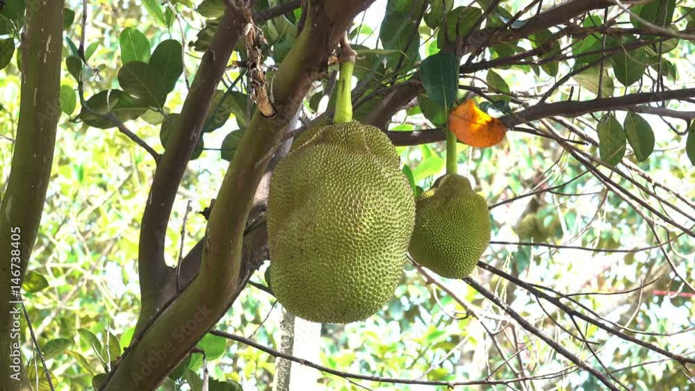 Jackfruit Tree and young Jackfruits Fruit in South East Asia Jackfruit Tree and young Jackfruits Fruit in South East Asia