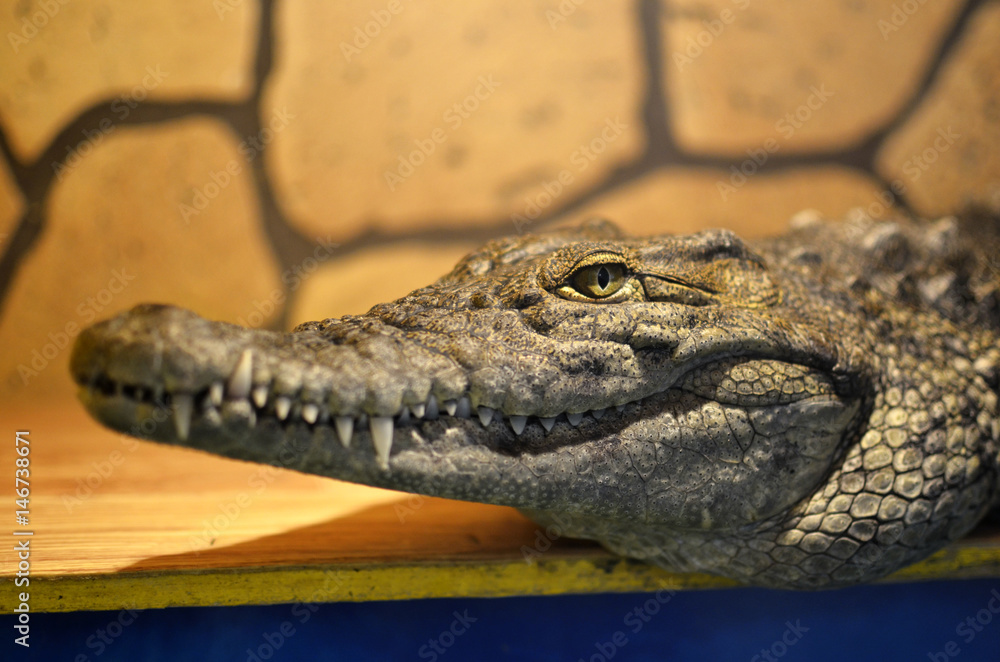 Naklejka premium portrait of a crocodile closeup