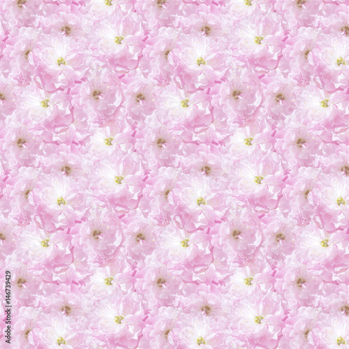 pink sakura plum flowers
