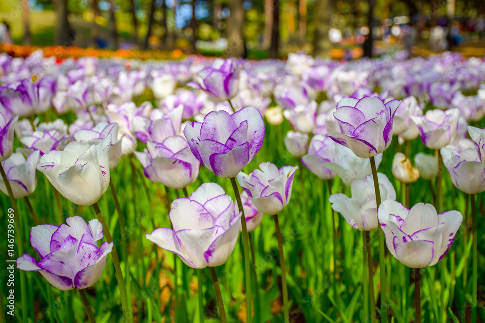 White purple tulips in the garden
