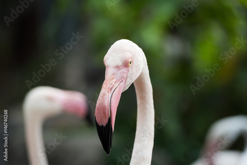 Close-up Flamingo in Chiang Mai Zoo