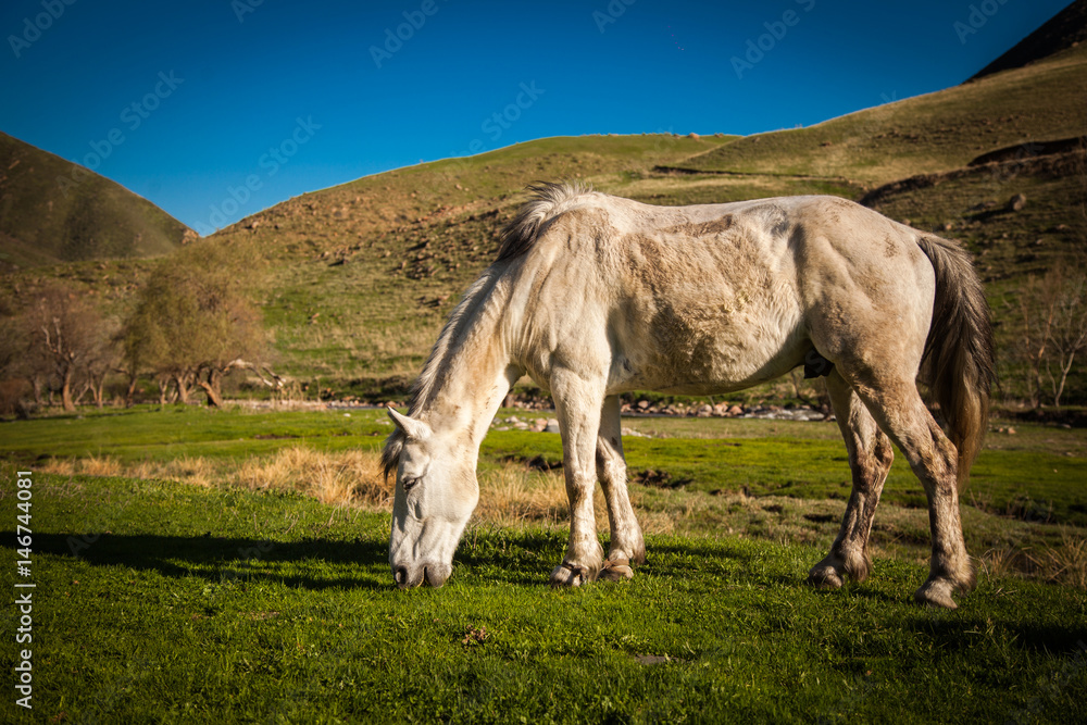 Mountain landscape with grazing horses Mountain landscape with grazing horses