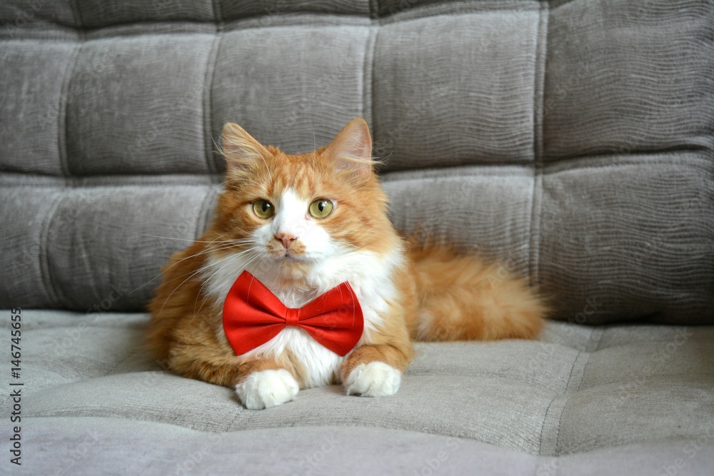 Рыжий кот в красном бабочка галстуке лежит на сером диване