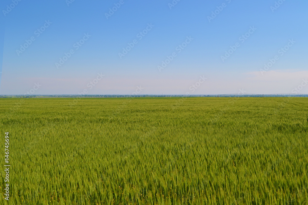 Wast green grass field. Wast green grass field.