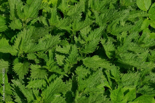 натуральная зелёная текстура из листьев крапивы