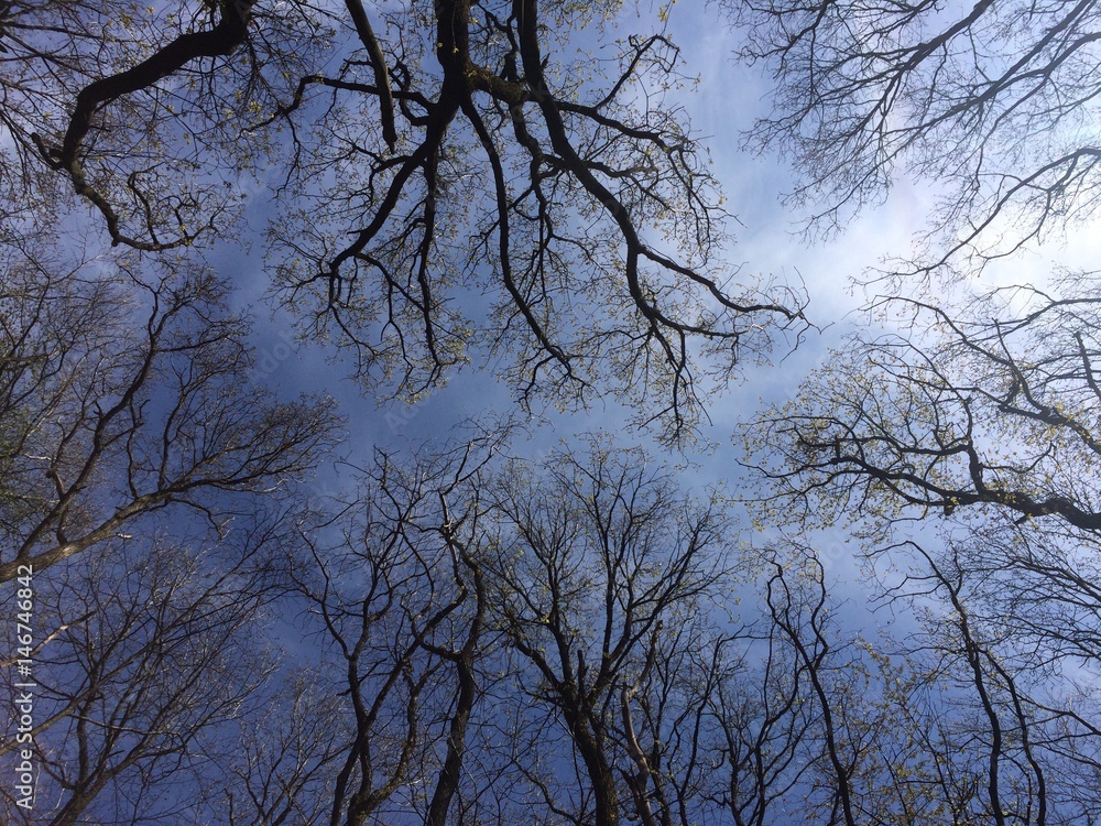 blick durch Baumkronen zum Himmel blick durch Baumkronen zum Himmel