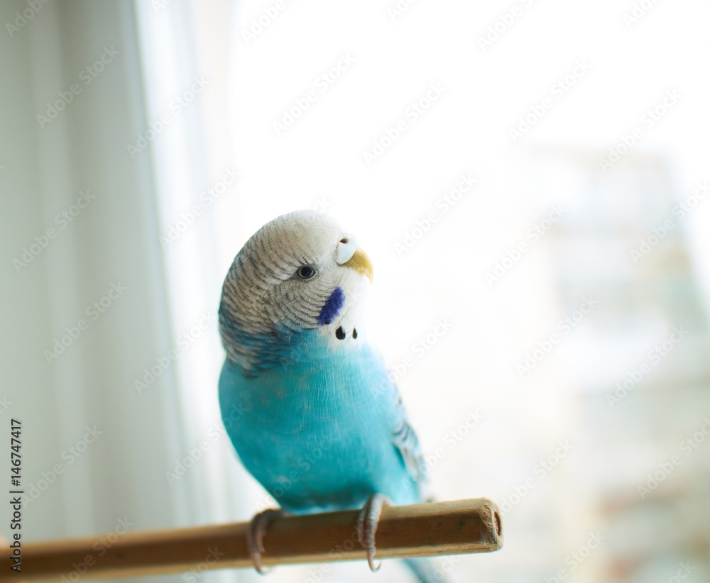 Fototapeta premium Wavy blue parrot
