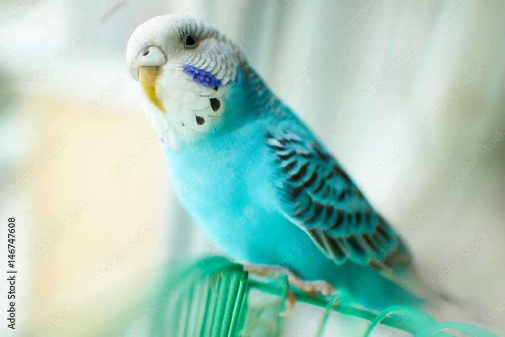 Obraz premium Wavy blue parrot