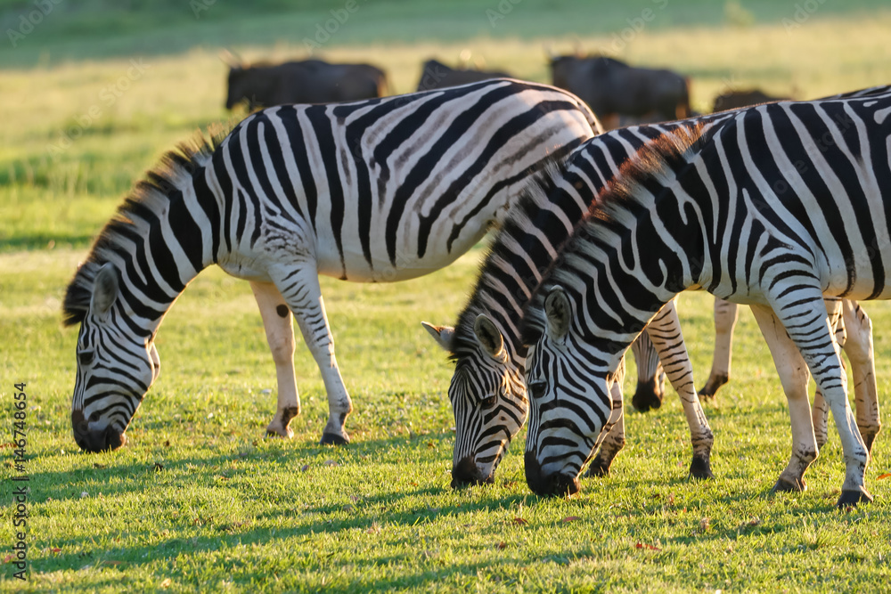 Naklejka premium zebras grazing