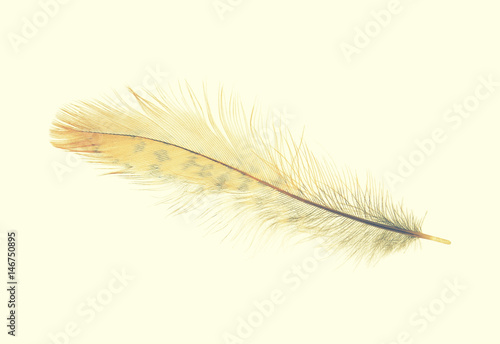 brown feather, vintage style photography
