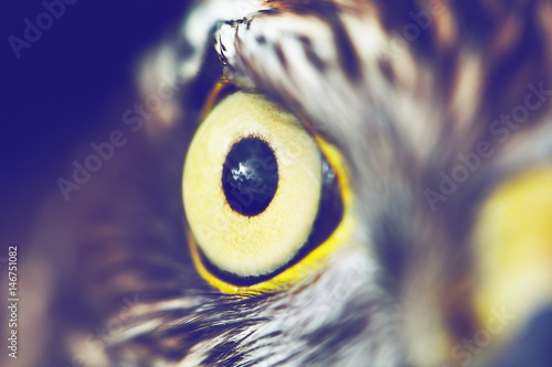 eagle eye closeup