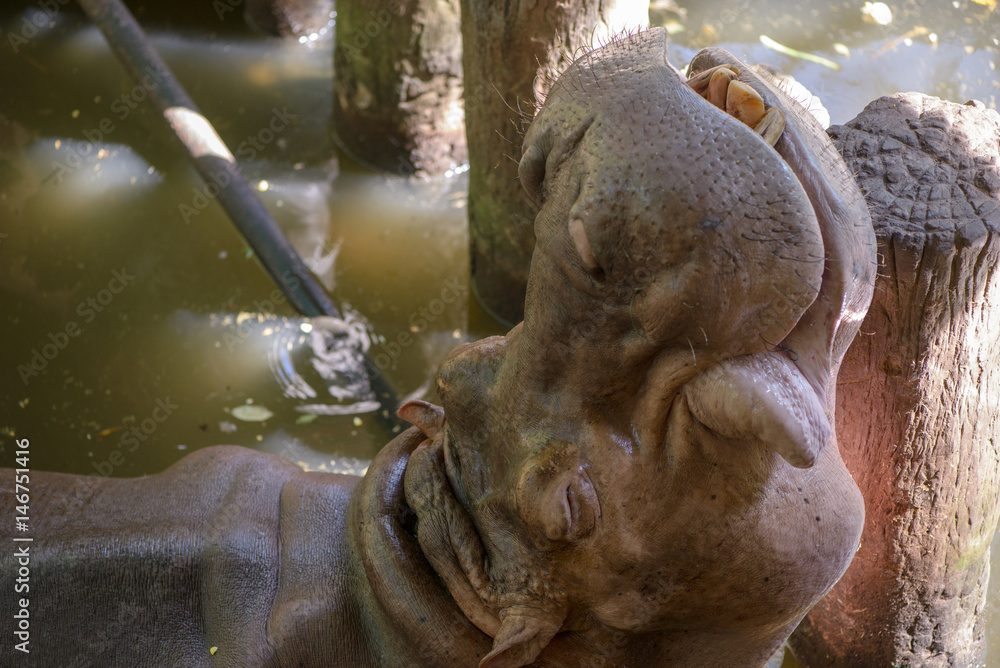 Close-up detail of a happy hippopotamus resting on a wooden pole during the afternoon. Animal conservation concept. Close-up detail of a happy hippopotamus resting on a wooden pole during the afternoon. Animal conservation concept.
