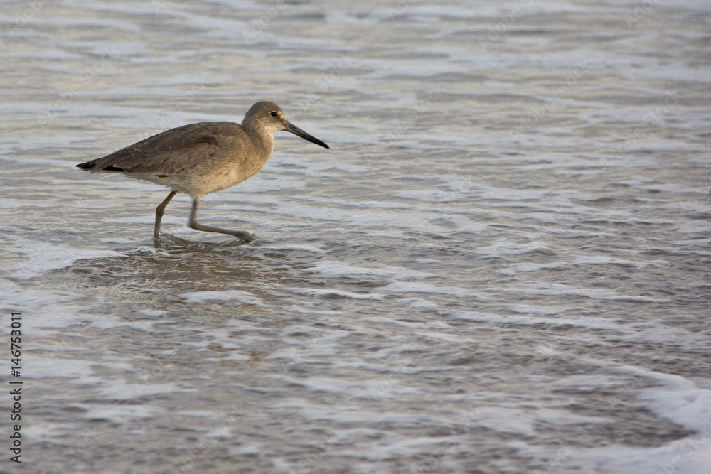 Bird in water Bird in water