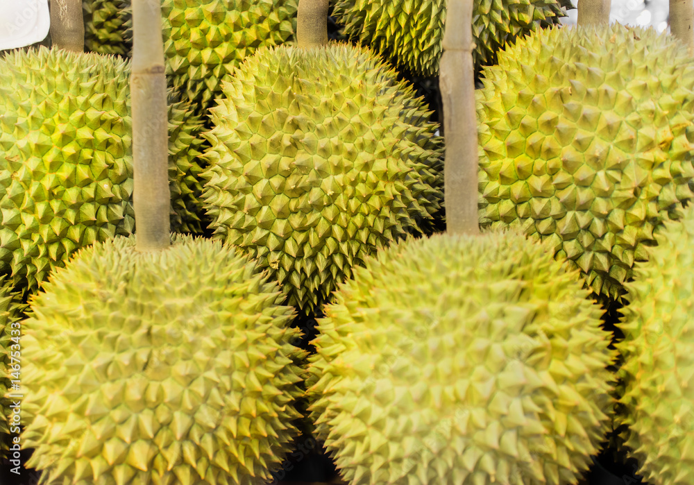 Background of Mon Thong durian, king of fruits in sountheast asia Background of Mon Thong durian, king of fruits in sountheast asia