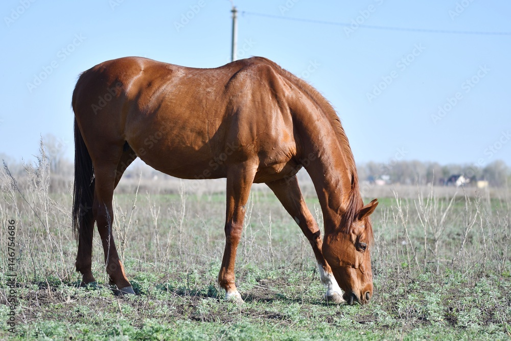 Fototapeta premium Horses at the farm